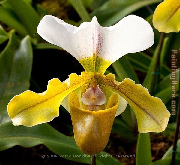 flower 4